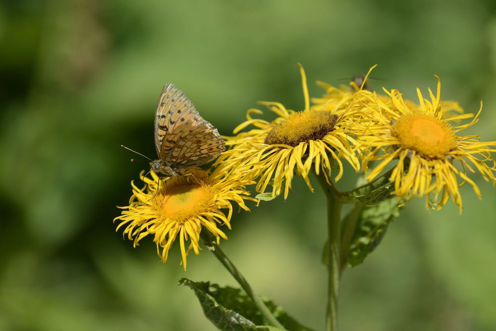 Un papillon sur une doronic : faune et flore du Jura Un papillon sur une doronic : faune et flore du Jura